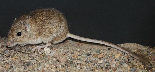 Rock pocket mouse Rock Pocket Mouse Utah Mammals iNaturalistorg
