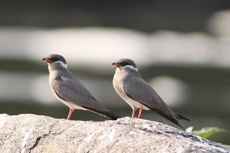 Rock pratincole pratincole