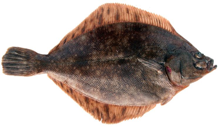 Rock sole Bottomfish Identification Guide Rock Sole Lepidopsetta bilineata