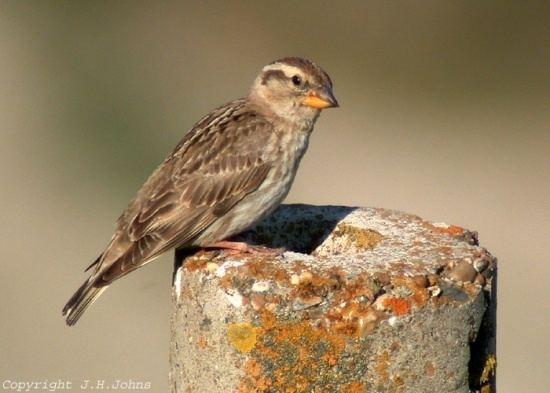 Rock sparrow Rock Sparrow BirdForum Opus