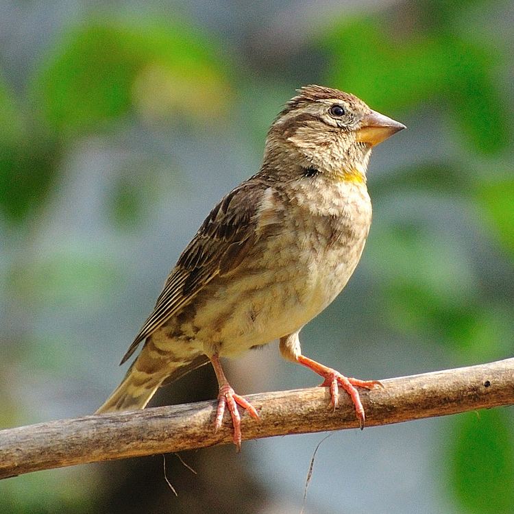 Rock sparrow httpsuploadwikimediaorgwikipediacommonsdd