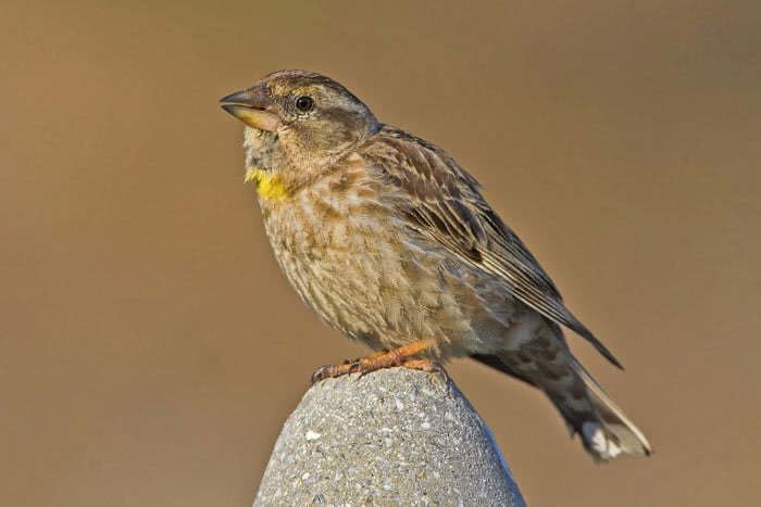 Rock sparrow vogelwartech Rock Sparrow