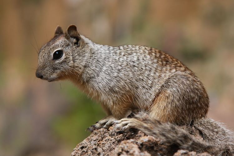 Rock squirrel rock squirrel Photos Diagrams amp Topos SummitPost