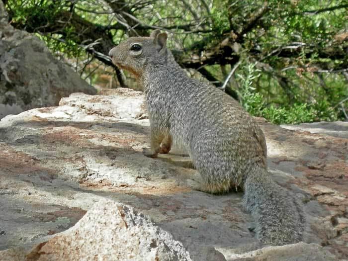 Rock squirrel Rock Squirrels DesertUSA