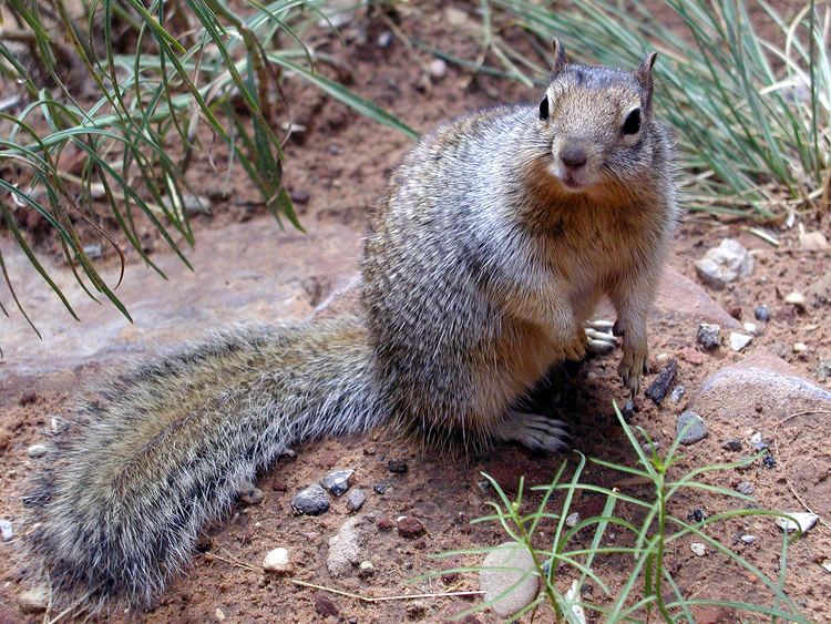 Rock squirrel Fat Rock Squirrel Photos Diagrams amp Topos SummitPost