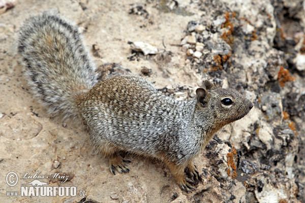 Rock squirrel Rock Squirrel Pictures Rock Squirrel Images NaturePhoto