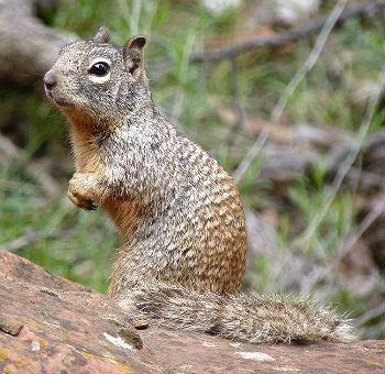 Rock squirrel Rock Squirrel Zion National Park US National Park Service