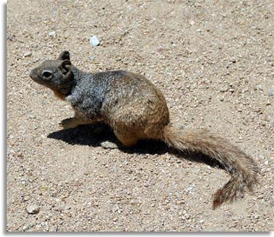 Rock squirrel Southeastern Outdoors Rock Squirrel