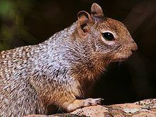 Rock squirrel httpsuploadwikimediaorgwikipediacommonsthu