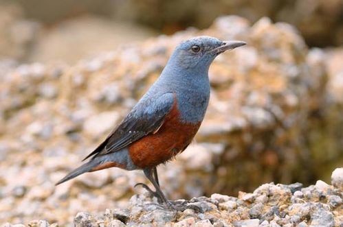 Rock thrush Blue RockThrush Monticola solitarius