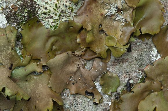 Rock tripe John Pontier Photography Plants Smooth Rock Tripe lichen