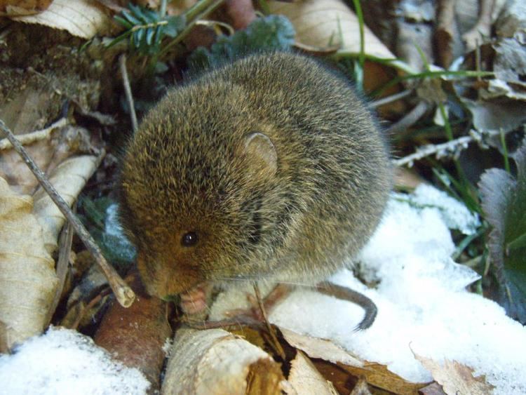 Rock vole Family Page