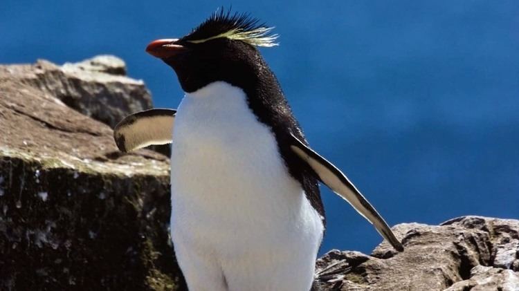 Rockhopper penguin Rockhopper Penguin ltigtEudyptes chrysocomeltigt