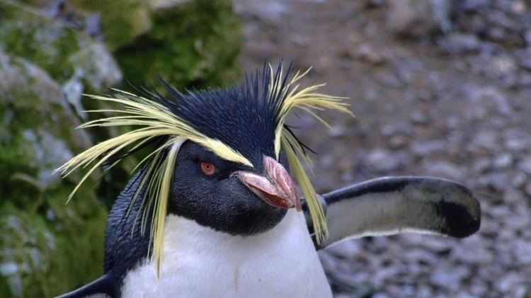 Rockhopper penguin Rockhopper Penguin ltigtEudyptes chrysocomeltigt