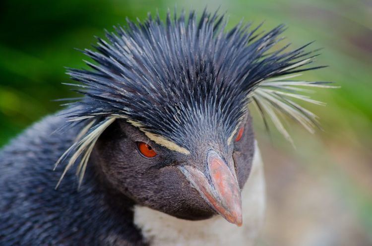 Rockhopper penguin Rockhopper Penguins Rockhopper Penguin Pictures Rockhopper Penguin