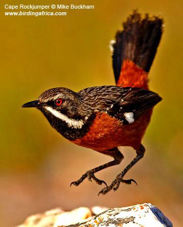 Rockjumper Birding Africa Bird Watching Tour in Hottentots Holland Cape