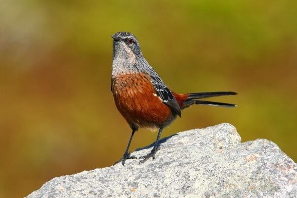 Rockjumper South Africa39s Endemic Birds Rockjumper Birding Tours Worldwide