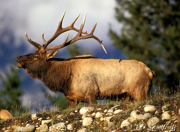 Rocky Mountain elk Bob Schillereff Photography Elk Rocky Mountain Elk 4013