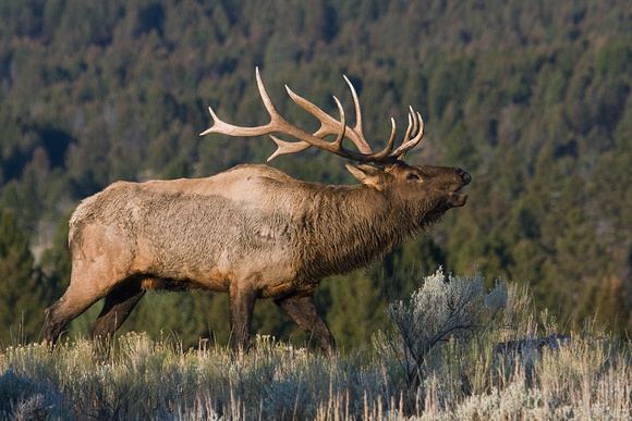 Rocky Mountain elk KEN ARCHER Elk Rocky Mountain autumn horizontal EK04223