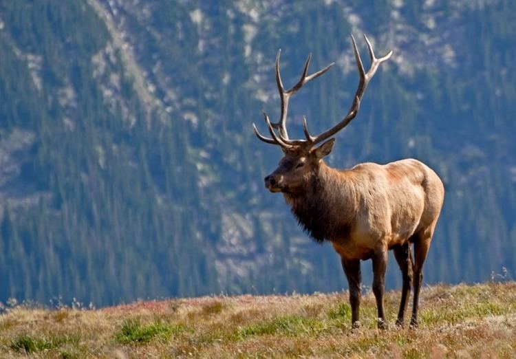 Rocky Mountain elk Photo of the Day Rocky Mountain Elk Everywhere Once