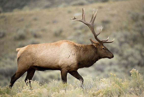 Rocky Mountain elk Rocky Mountain Elk MostlyScienceMostlyScience