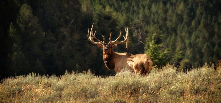 Rocky Mountain elk Idaho Lodging Ranch Vacation Rocky Mountain Elk Ranch