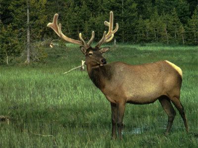 Rocky Mountain elk Rocky Mountain Elk Facts and Information The Sports Globe