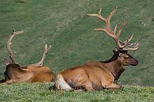 Rocky Mountain elk httpsuploadwikimediaorgwikipediacommonsthu