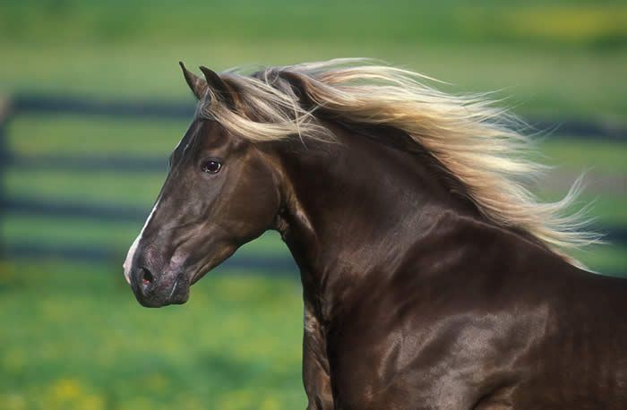 Rocky Mountain Horse 1000 images about Rocky Mountain Horses on Pinterest Horse farms