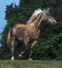 Rocky Mountain Horse httpsuploadwikimediaorgwikipediacommonsthu