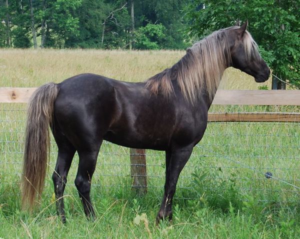Rocky Mountain Horse Horse Breed Guide The Rocky Mountain Horse Breed Profile