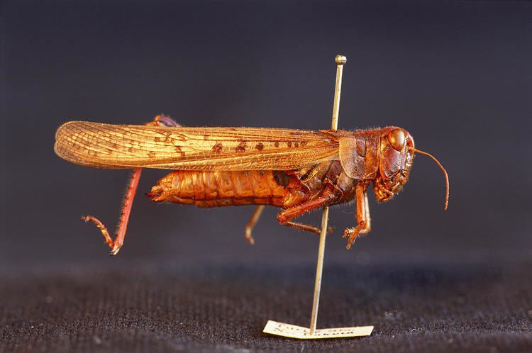 Rocky Mountain locust An Extinct Rocky Mountain Locust Photograph by Joel Sartore