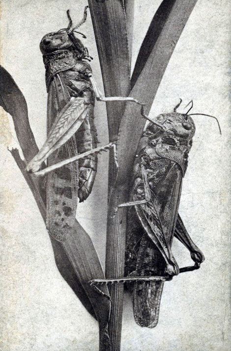 Rocky Mountain locust httpsuploadwikimediaorgwikipediacommonsff