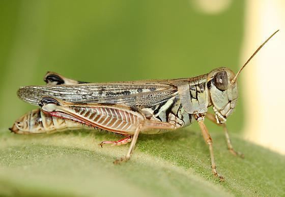 Rocky Mountain locust The Migratory Locust in North America a post mortem Wild About Utah