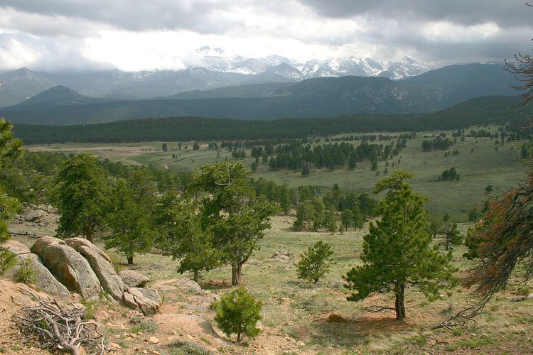 Rocky Mountain ponderosa pine forest