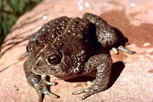 Rocky Mountain toad httpsuploadwikimediaorgwikipediacommonsthu
