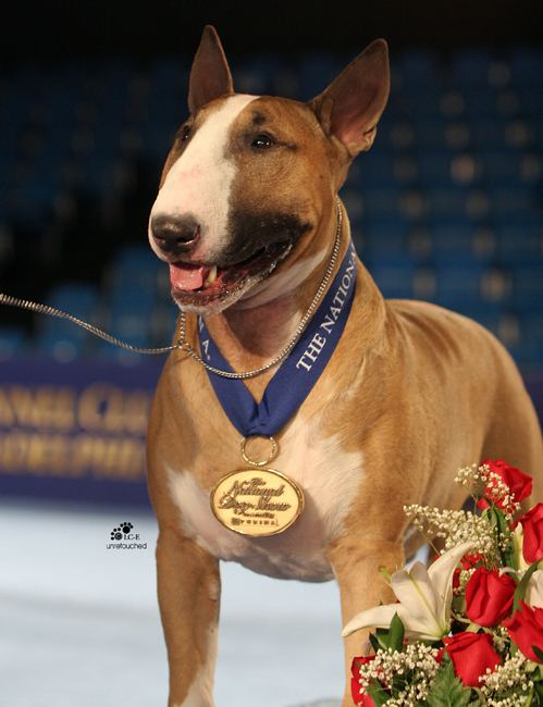 Rocky Top's Sundance Kid 1000 images about Rufus on Pinterest Dog show Westminster dog
