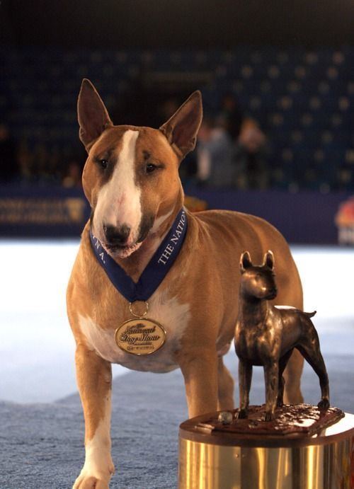 Rocky Top's Sundance Kid Rufus Rockytop39s Sundance Kid the top winning Bull Terrier of