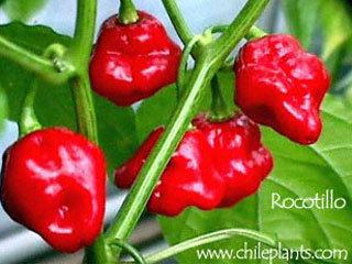 Rocotillo pepper ChilePlantscom ROCOTILLO Live ChilePepper Plant