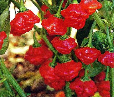 Rocotillo pepper Rocotillo Pepper Seeds Tomato Growers Supply Company
