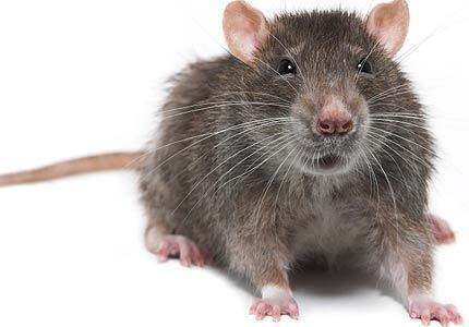 Rodent Mice amp Rodents NY NJ PA amp MD Exterminator For Rodents