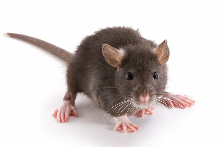 Rodent 1000 images about Rodents on Pinterest Pictures Google and Rats