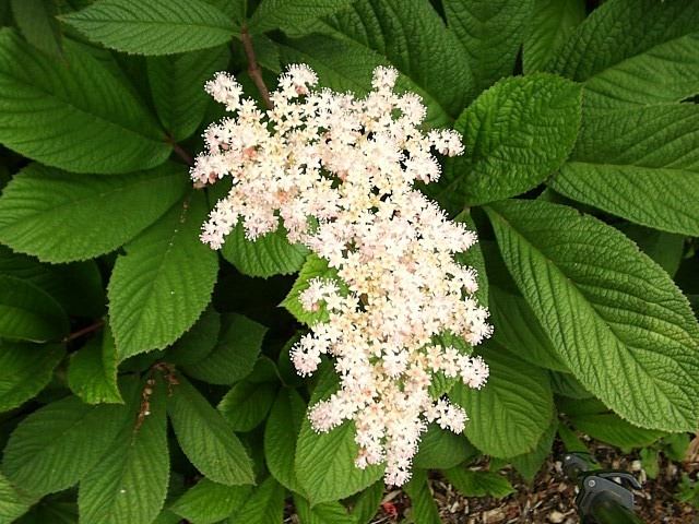 Rodgersia aesculifolia Fingerleaf Rodgersia How to grow and care for Rodgersia plants