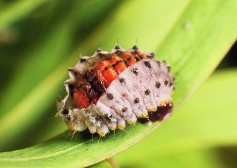 Rodolia Vedalia Beetle Rodolia cardinalis