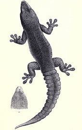 Rodrigues day gecko httpsuploadwikimediaorgwikipediacommonsthu