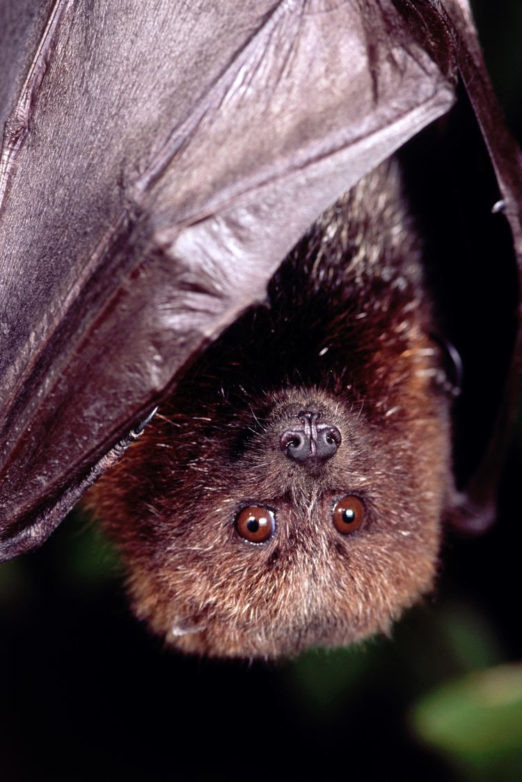 Rodrigues flying fox Rodrigues flying fox Oregon Zoo