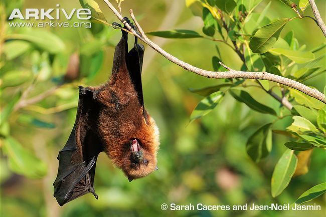 Rodrigues flying fox Rodrigues flying fox photo Pteropus rodricensis G108154 ARKive