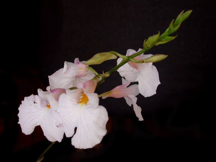 Rodriguezia obtusifolia httpsuploadwikimediaorgwikipediacommonsthu