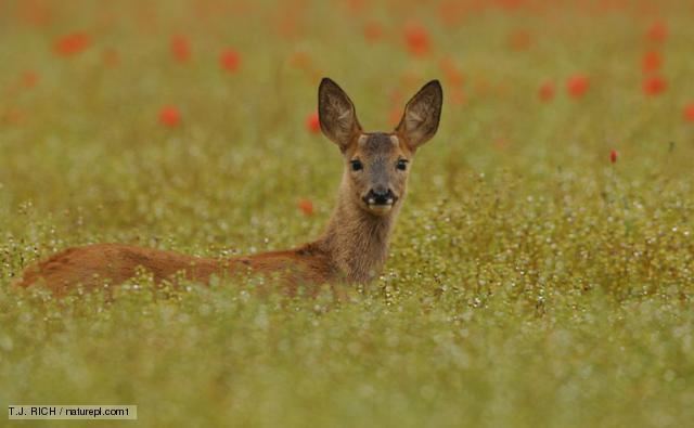 Roe deer BBC Nature Roe deer videos news and facts