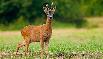 Roe deer Roe Deer Hunting Offer 3 roe bucks